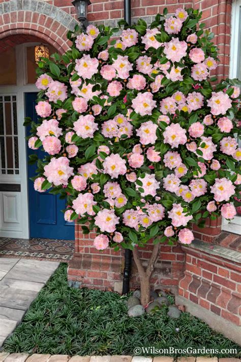 high fragrance camellia tree